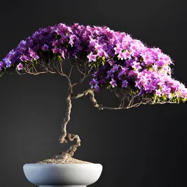 Plants Bonsai 3